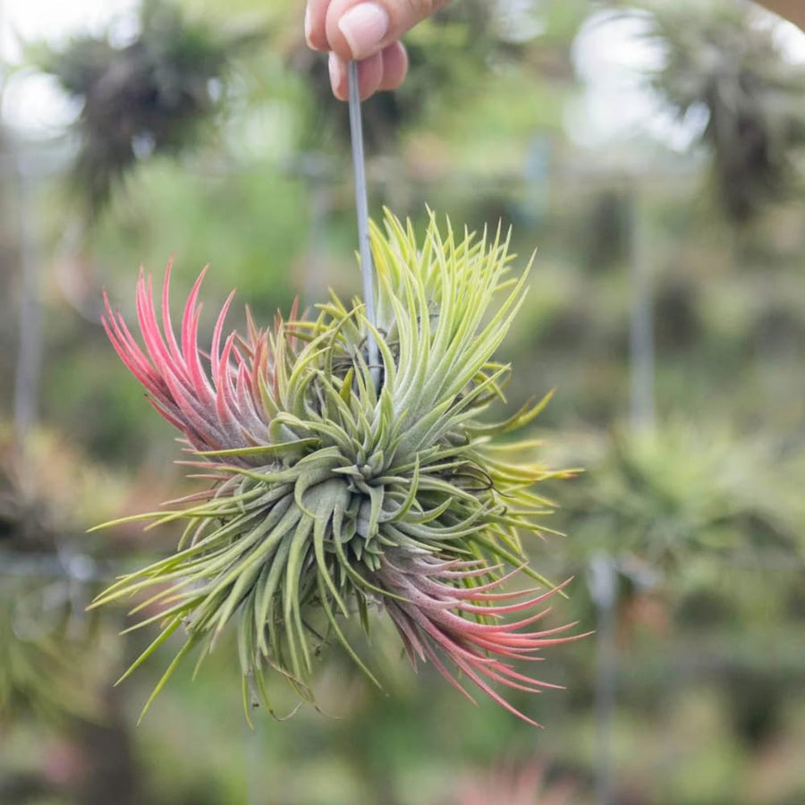 Set 5 Air Plants Live, Red Tillandsia Plants, Indoor Succulent Houseplants 1 to 3 Inches