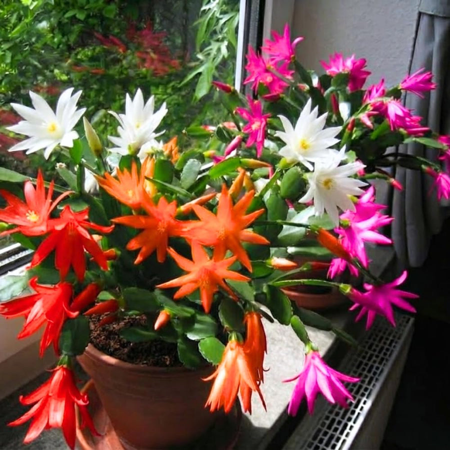 Random Easter Cactus Plant Live, Holiday Blooming Indoor Plants Live Houseplants, Succulents Well-Rooted 5-8" Tall, No Pot