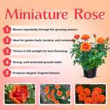 Mini Rose Bush, Miniature Rose Flowers in 3'' Pot, Compact Flowering Rose for Indoor Outdoor Gardens and Containers (Orange Roses)