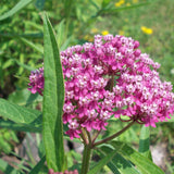 75 Pink Milkweed Seeds for Planting, Milkweed Flower Seed