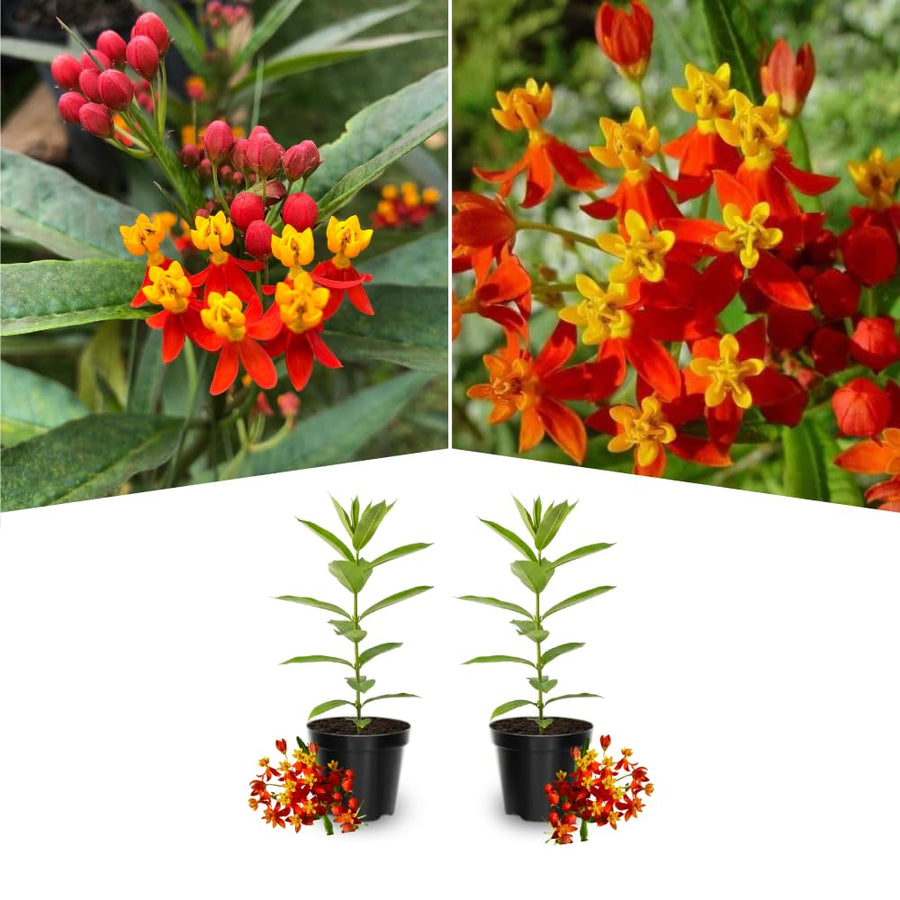 2 Mikweed Live Plants, Asclepias Tuberosa Perennial Flowers Plants, Tropical Butterfly Milkweeds 4-8 Inch for Outdoor Garden (Red)