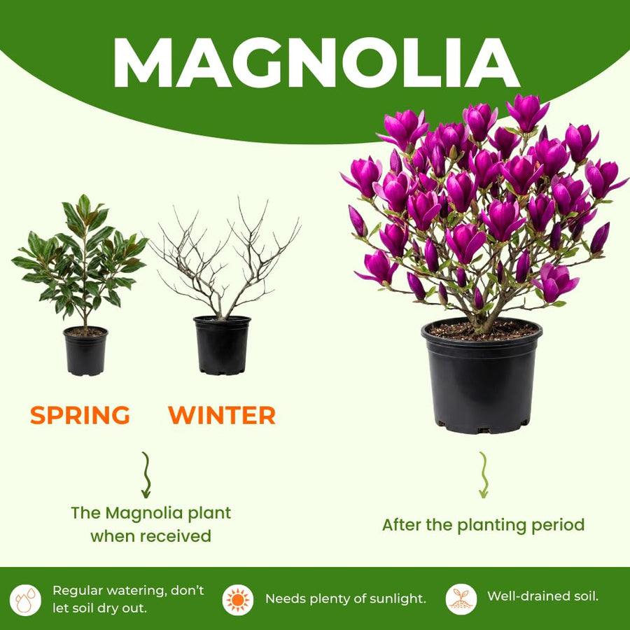 Ann Magnolia Tree Live Plant in 2.5 Inches Pot, Dormant in Winter, 6-12 Inches in Tall, Ornamental Spring Flowering Tree, Outdoor