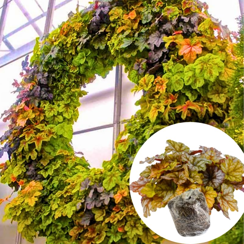 3 Coral Bells Heuchera Perenial Live Plants, Assorted Seasonal Leaves Color Change, Well-Rooted 5-9 Inc Tall, No Pot