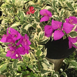 Bougainvillea Live Plant, Bougainvillea Flowering Vine Well Rooted 4-8 Inch Tall - Purple Variegated