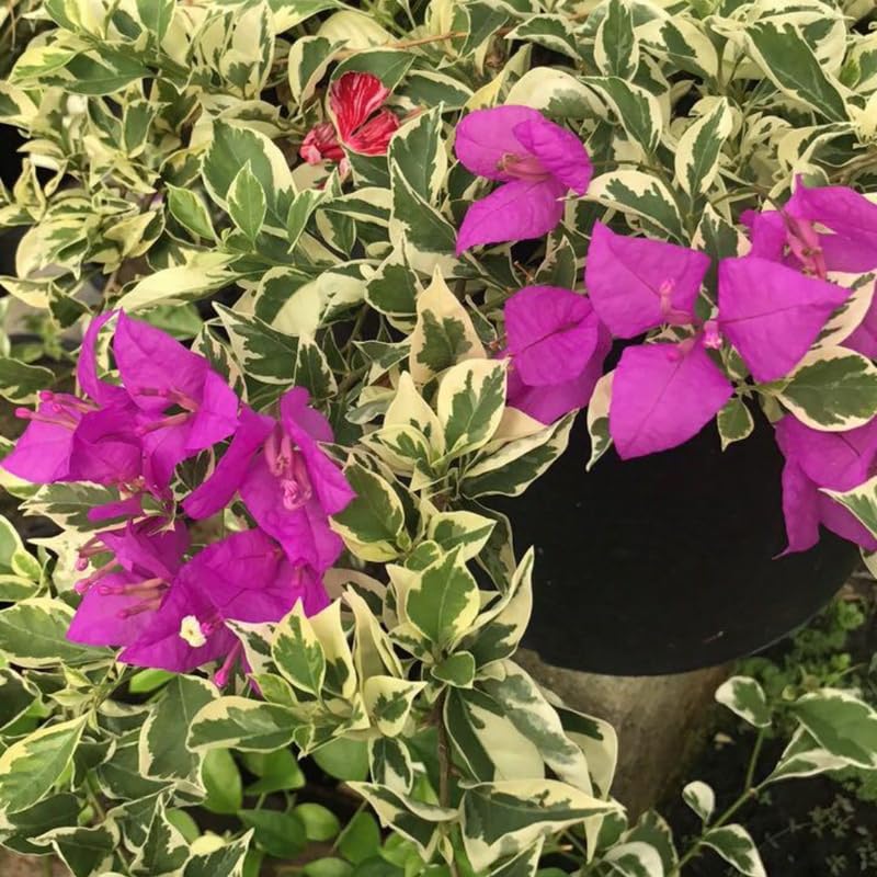 Bougainvillea Live Plant, Bougainvillea Flowering Vine Well Rooted 4-8 Inch Tall - Purple Variegated