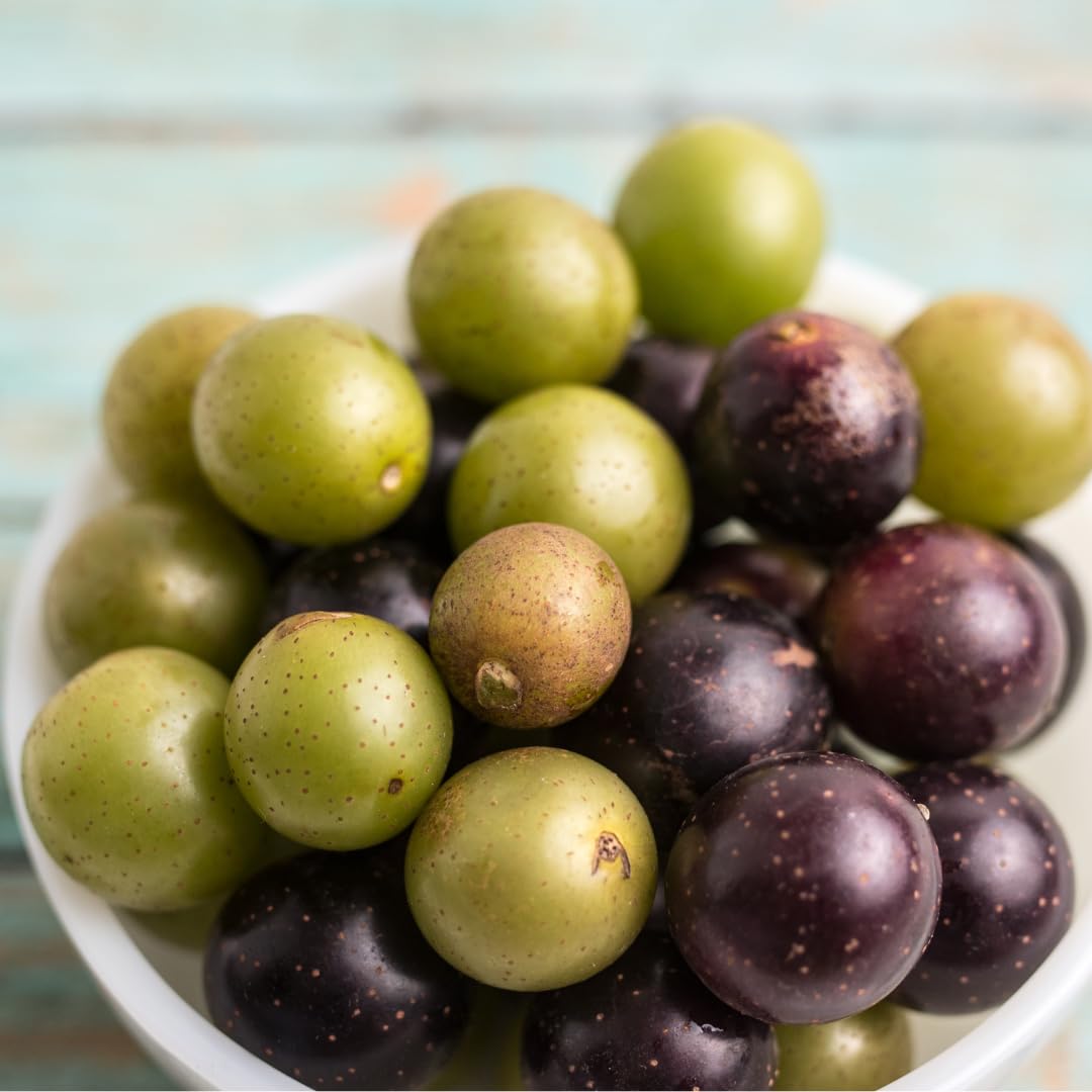 Seedless Grape Vines Trees Live Plants, Well-Rooted 1 to 2 Years Old, Grapes Plant Live for Outdoor Planting, Zones 3-9 (Bronze Muscadine)