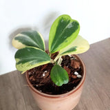 Rare Hoya Kerrii Plant Live, Variegated Hoya Heart Plant in 2'' Pot, Succulent Indoor Outdoor Houseplant
