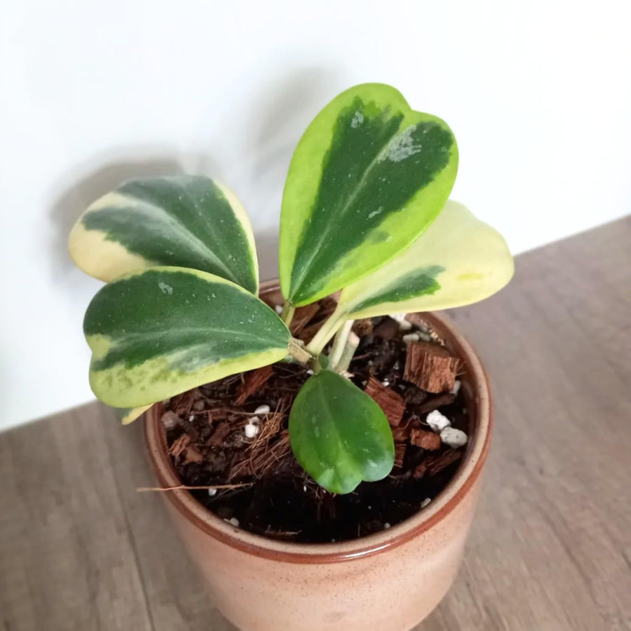 Rare Hoya Kerrii Plant Live, Variegated Hoya Heart Plant in 2'' Pot, Succulent Indoor Outdoor Houseplant