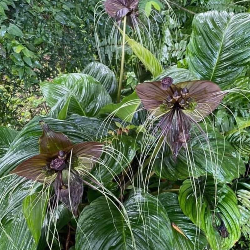 Pack 2 Black Tacca Chantrieri Plants Live, Black Orchid Bat Flower 3-6 Inches, Indoor Houseplant, Outdoor Planting