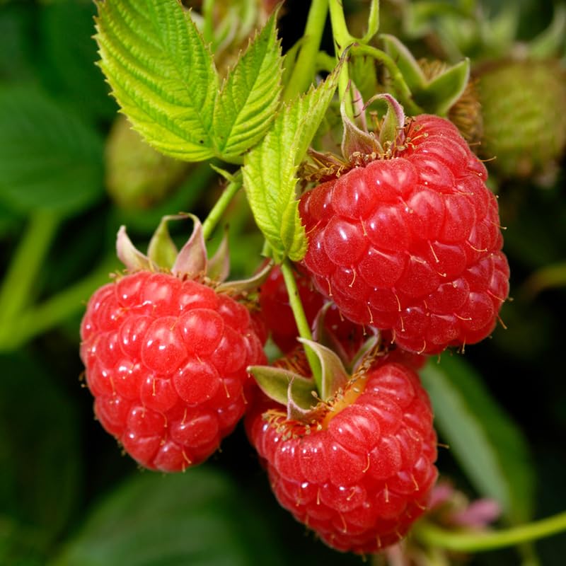Red Raspberry Plant Live for Planting, Potted 18-26 Inch Tall, Raspberry Bushes Live Plant, Medium Raspberry Fruit Trees