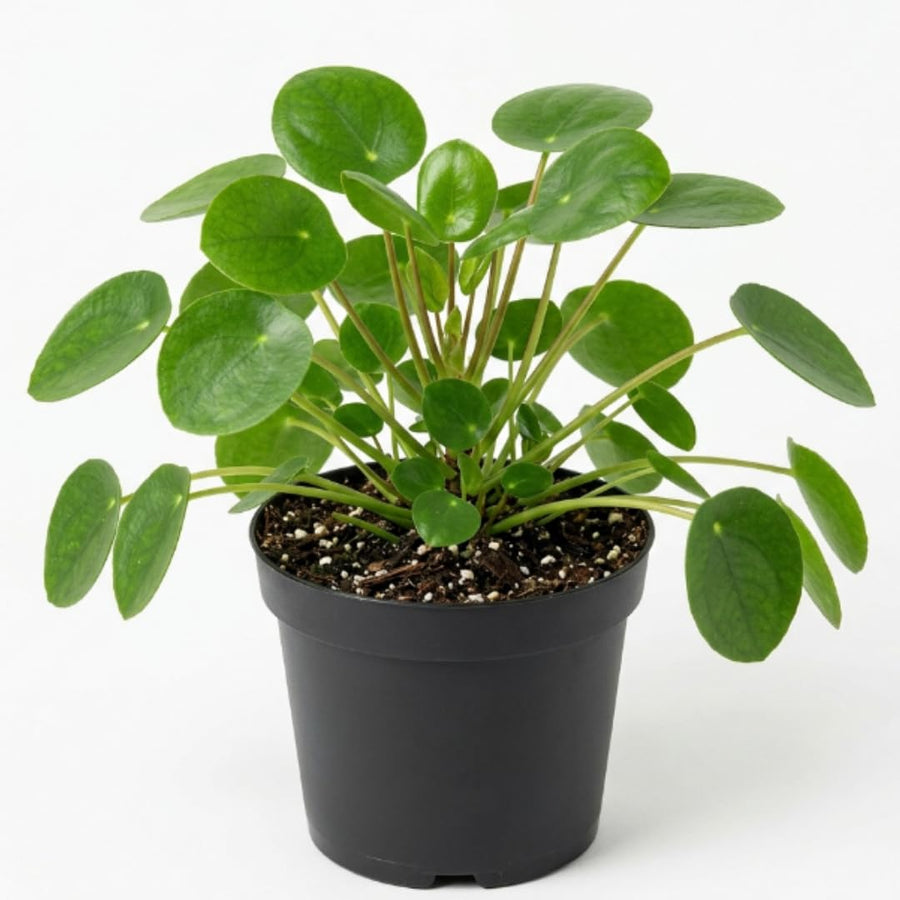 Live Money Plant - 4" Pot Pilea Peperomioides Live Houseplant, Money Plant Indoor Plant, Easy Care Decorative House Plant