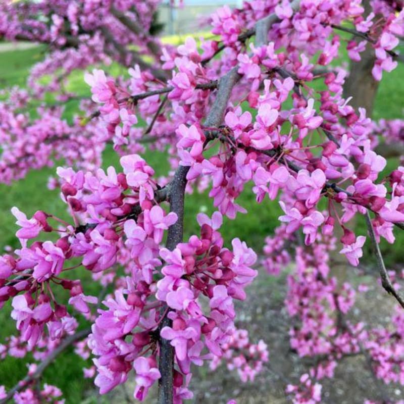 2 Purple Pink Redbud Trees Live Plants 6-12" Tall, Dormant, No Leaf, No Pot, Redbud Plants Live Trees Outside, Cold Hardy, Early Spring Blooms, Bare Roots