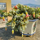 XL Size Cotyledon Pendens Succulent Live Plant Potted, Trailing Succulent Rare House Plant for Home Office Decoration, Indoor Outdoor Growing, 6" Pot