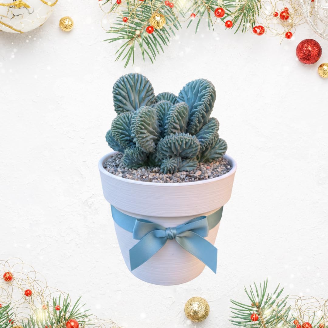 Live Blue Candle Curly Cactus Plant, Rare Succulent for Indoor or Outdoor Growing (4 Inch Pot)