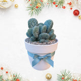 Live Blue Candle Curly Cactus Plant, Rare Succulent for Indoor or Outdoor Growing (4 Inch Pot)
