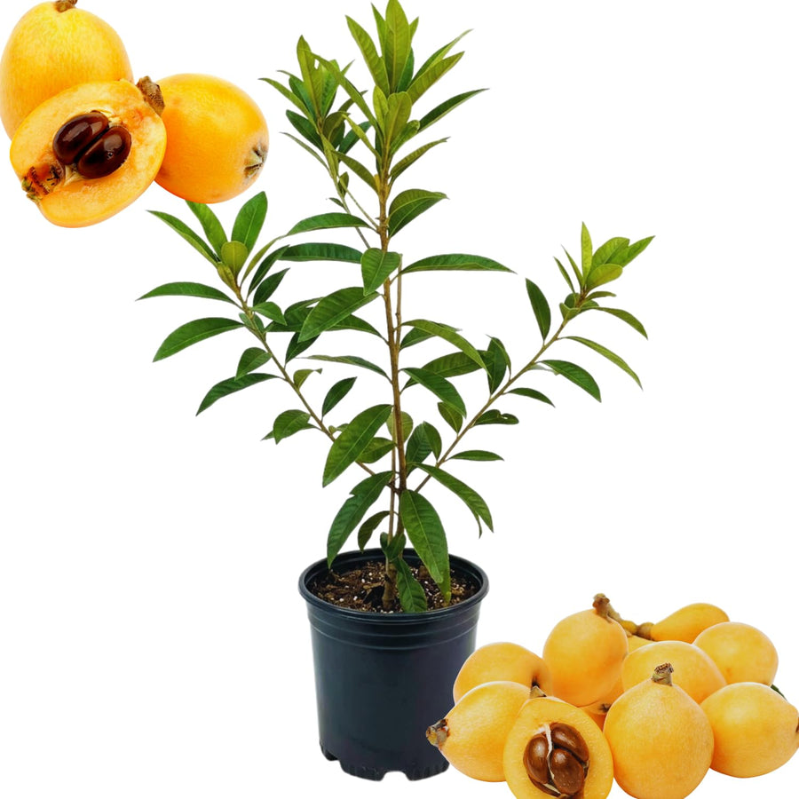 Golden Loquat Tree Live Plant, 10 to 14 Inc, Loquat Plant Live for Growing Outdoor Indoor, Half Gallon Pot