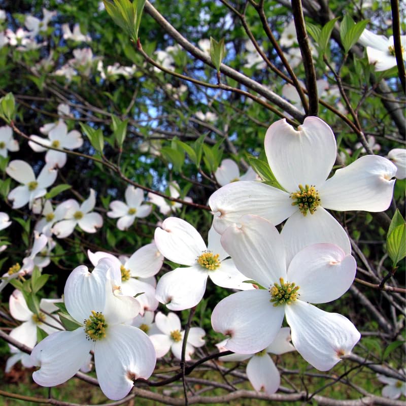 White Dogwood Tree Live Plant in Quart Pot, Flowering Dogwood Tree for Outdoor Garden, Ornamental Tree for Landscape, Yard or Garden Planting