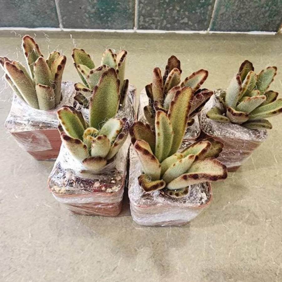 Kalanchoe Live Plant, Kalanchoe Mother of Thousands, Variegated Succulent Houseplant Indoor, 2 Inch Pot (Chocolate)