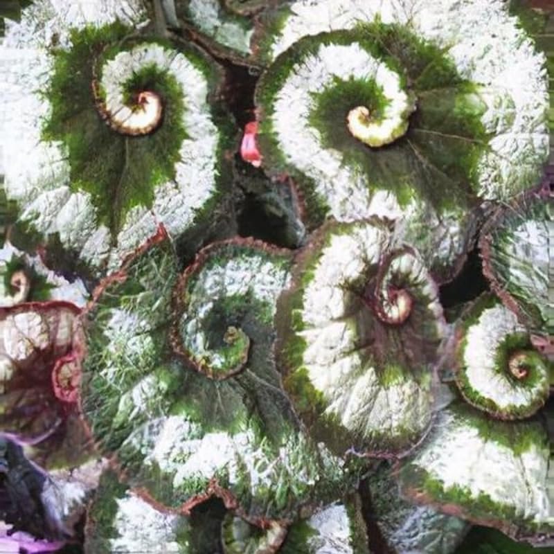Combo 4 Begonias Houseplant Live Indoor, Rare Deep Green Begonia Maculata Live Plant, Begonias Live Plants Outdoor, 4 to 8 Inc Tall