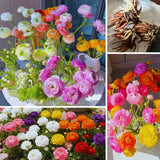 25 Mix Large Ranunculus Bulbs for Planting, Ranunculus Corms, Buttercup Flower Bulbs Spring Fall Growing