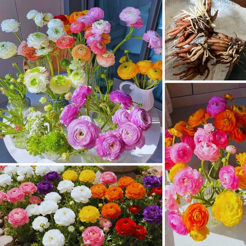 25 Mix Large Ranunculus Bulbs for Planting, Ranunculus Corms, Buttercup Flower Bulbs Spring Fall Growing