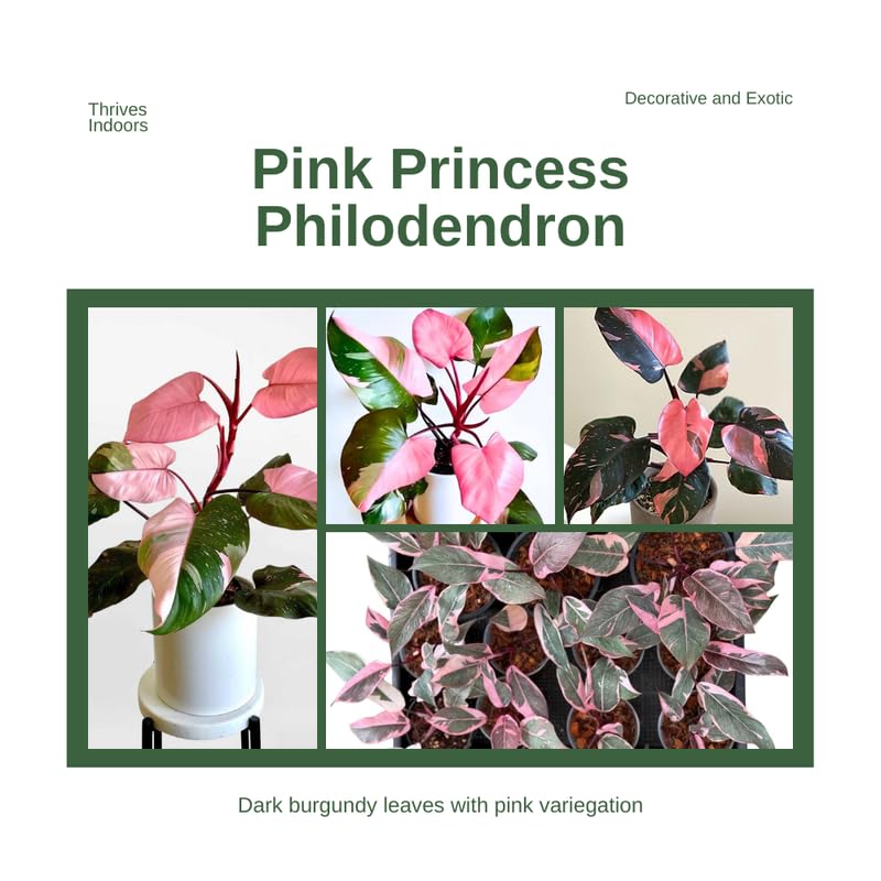 2 Pink Princess Philodendron Live Plant 5-9" Tall, Rare Tropical Indoor Houseplant Home Garden