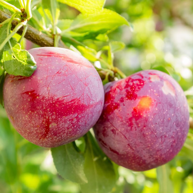 Wild Plum Tree Live Plant 12–24 Inches Tall, Plum Fruit Tree for Outdoor Garden or Backyard Growing, Cold Hardy