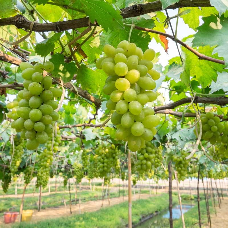 Green Grape Vine Plant1-2 Years Olds, Grape Plant Live for Planting, Sweet Grape Fruits Tree Live Plant, Large Bareroot