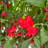 Red Carolina Reaper Chili Pepper Plant 3-6 Inch, Hot Pepper Plants for Garden Planting, Indoor or Outdoor Growing, 4 Inch Pot Plant
