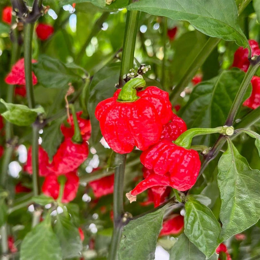 Red Carolina Reaper Chili Pepper Plant 3-6 Inch, Hot Pepper Plants for Garden Planting, Indoor or Outdoor Growing, 4 Inch Pot Plant
