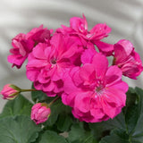 4 Geranium Plants Live, Live Geranium Plants, Pink Geranium Flower Plant Indoor Outdoor, 5 to 8 Inches Tall, Geranium Plant