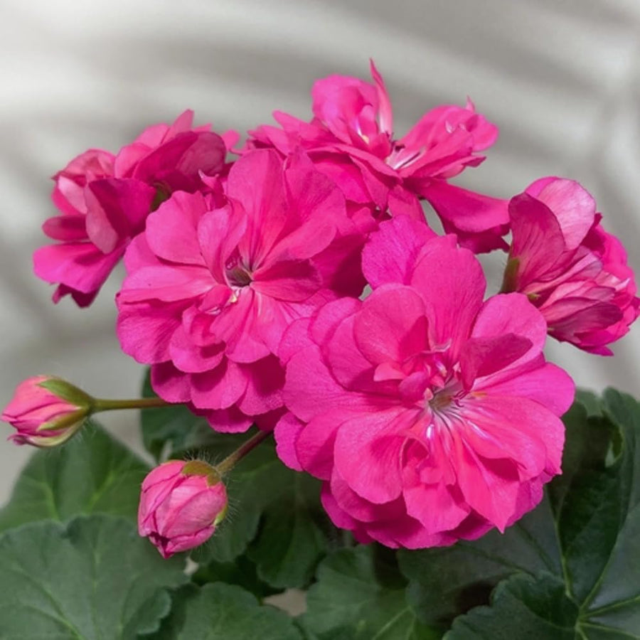 4 Geranium Plants Live, Live Geranium Plants, Pink Geranium Flower Plant Indoor Outdoor, 5 to 8 Inches Tall, Geranium Plant