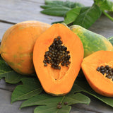 Papaya Tree Plant Live for Planting, Papaya Fruit Plant, 4 to 6 Inches Tall, Tropical Fruit Tree for Outdoor Growing and Container Gardening
