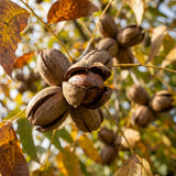 Pecan Tree Live Plants, Nut Plant, Pecan Tree Live for Planting, Bareroots 10 to 14 Inches Tall, Hardy Nut Seedling