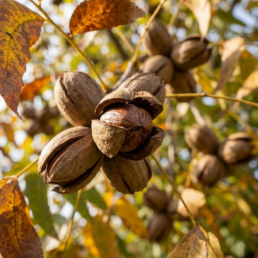 Pecan Tree Live Plants, Nut Plant, Pecan Tree Live for Planting, Bareroots 10 to 14 Inches Tall, Hardy Nut Seedling