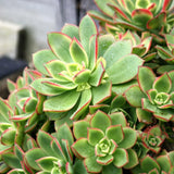 Green Aeonium Succulent Plant Live in 2" Pot, Rosette Succulent, Easy Indoor Outdoor Plant
