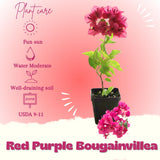Bougainvillea Plant Live, Bougainvillea Flower Plants, Trailing Flowering Vines, Vibrant Blooms, 4-7 Inches Tall in 4 Inch Pot for Growing (Red Purple)