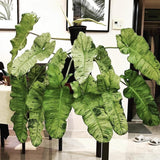 2 Rare Philodendron Live Plants Varieties Collection, Philodendrons Plants Size 5-9 Inc for Indoor Houseplant Décor, Ornamental Tropical Well-Rooted (Long Philodendron Plants)