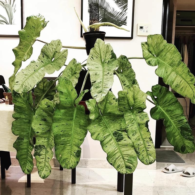 2 Rare Philodendron Live Plants Varieties Collection, Philodendrons Plants Size 5-9 Inc for Indoor Houseplant Décor, Ornamental Tropical Well-Rooted (Long Philodendron Plants)