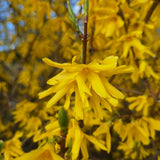 Live Gold Forsythia Plant 5-8" Tall, Forsythia Tree in 2.5 Inch Pot, Ornamental Yellow Flowering Shrub for Garden Beds, Borders, Hedges