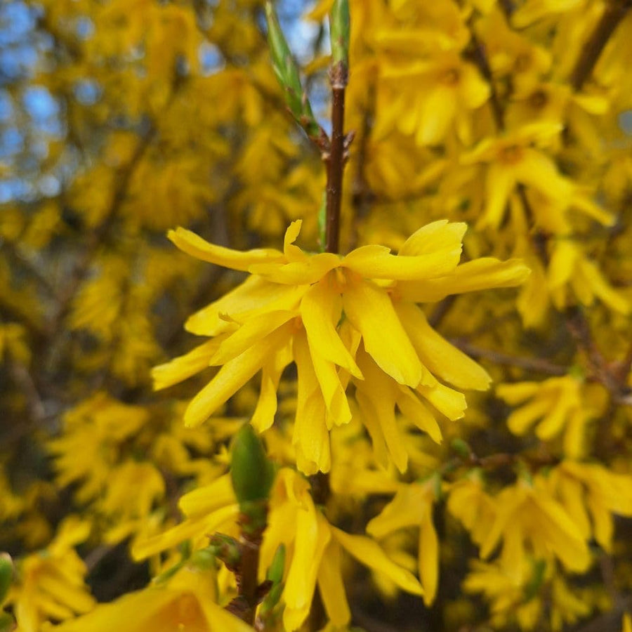 Live Gold Forsythia Plant 5-8" Tall, Forsythia Tree in 2.5 Inch Pot, Ornamental Yellow Flowering Shrub for Garden Beds, Borders, Hedges
