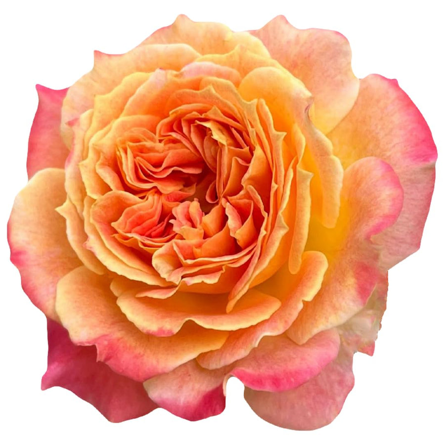 Fragrant Rose Bushes Plant Live, Orange Rose Climbing Flower Trees, Bright Orange Live Roses Bushes Bare Root Ready to Plant, 5-10 Inc Tall