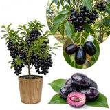 Plum Tree Live Plant, Live Black Jamun Plant for Outdoor Planting, Tropical Fruit Tree, Cold Hardy, 4 Inc Pot, 4-6 Inches Tall