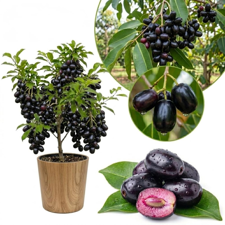 Plum Tree Live Plant, Live Black Jamun Plant for Outdoor Planting, Tropical Fruit Tree, Cold Hardy, 4 Inc Pot, 4-6 Inches Tall