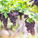 Grape Vine Plant Live for Planting Outdoors, Grape Plant Live Grape Tree to Grow 1-2 Years Old Well-Rooted, Black Grape Fruit Tree Live Plant (Blue Red Grape)