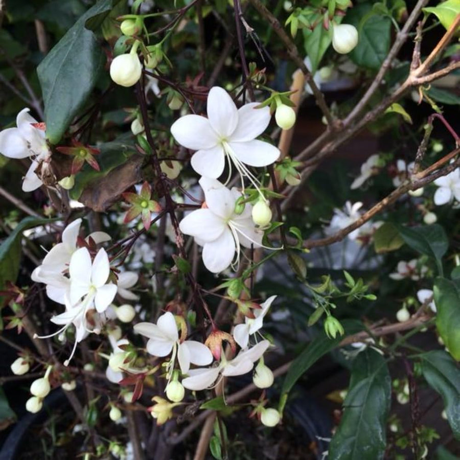 1 Clerodendrum Wallichii Plant Smithianum - Light Bulb White Chain of Glory Clerodendrum Live Plant - 4-9 Inc Tall - Great for Beautifying Indoor and Outdoor Spaces