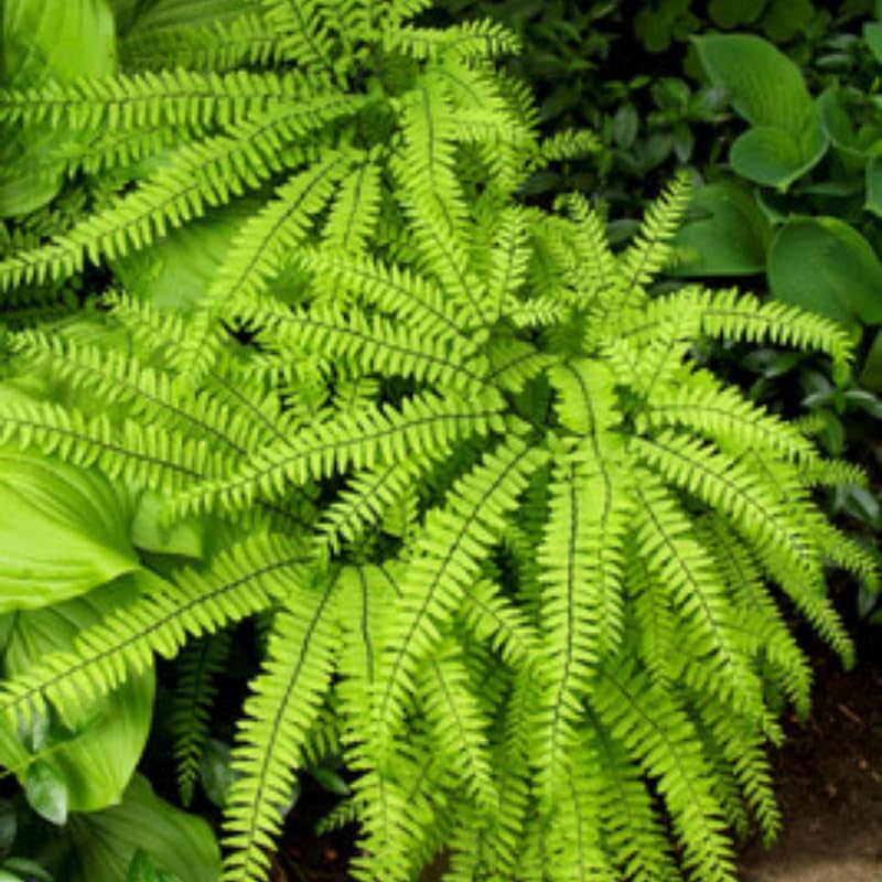 5 Ostrich Fern Rhizomes Live Plants for Planting, Ferns Live Plants Outdoors Indoors Full Shade, Bare Roots, Fast-Growing