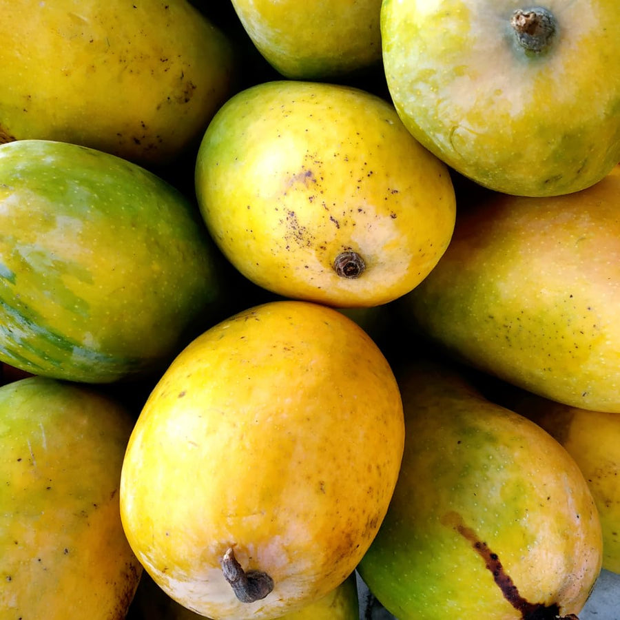 Julie Mango Tree Live Plant 2 Years Old, Sweet Mango Plant Live Ready to Plant, 1.5-2 Feet Tall, Edible Tropical Fruit for Zones 9-11 Outdoor Planting