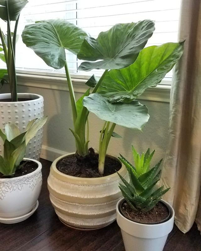 Green Colocasia Plants, 3-6" Elephant Ear Esculenta Taro Alocasia Live Plant for Outdoor Planting, Alocasia Plants Bare Root, No Pot, Live Colocasia Houseplant