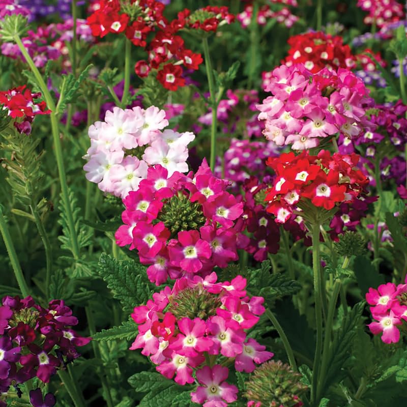 4 Mixed Verbena Plants Live, 5-9" Tall Hardy Perennial Flower Plants, Well-Rooted for Outdoor Planting